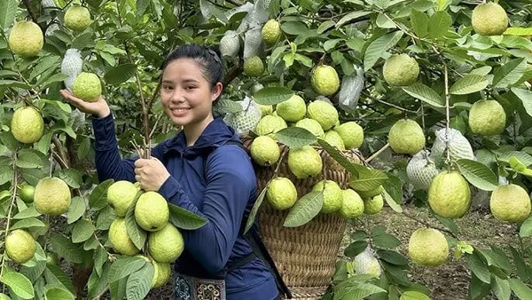 Fresh_Green_Guava