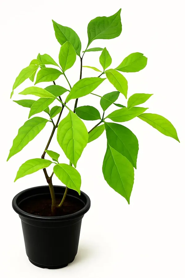 Green_Leafy_Live_Plant_In_Nursery_Grow_Bag