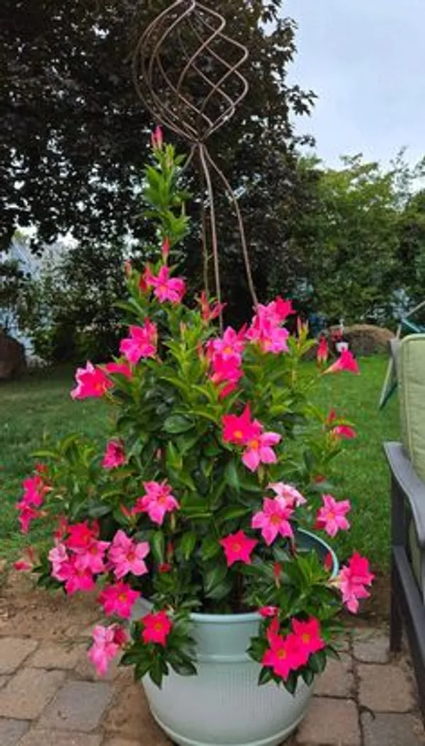 Pink_Mandevilla_Flowering_Plant