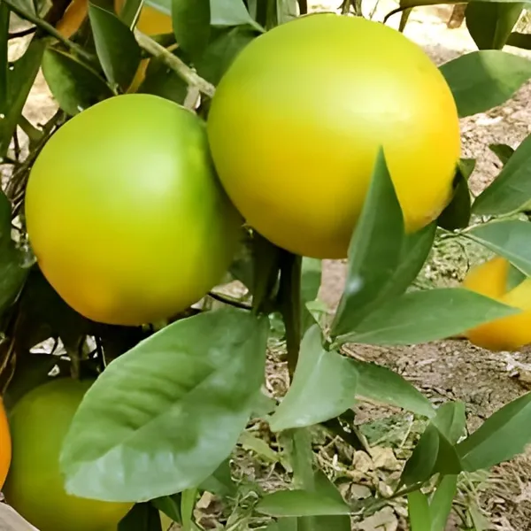 Green_Citrus_Fruit_Plant