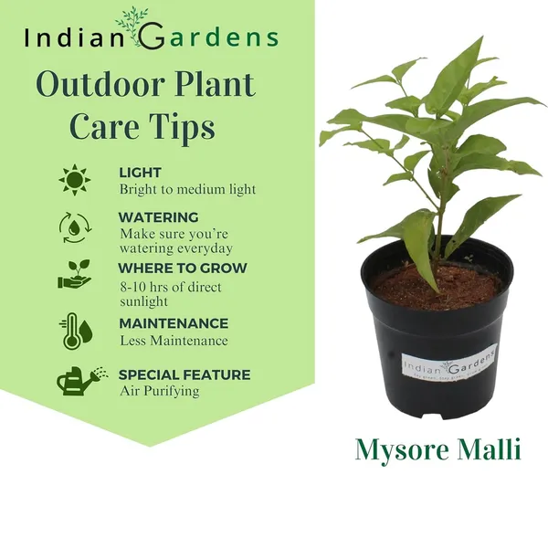 Mysore_Malli_White_Flowering_Outdoor_Plant