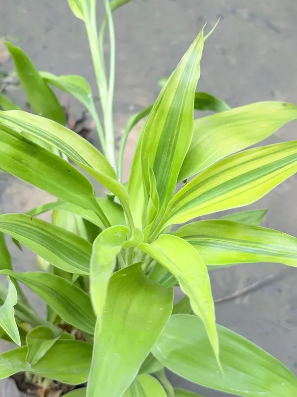 Variegated_Dracaena_Live_Ornamental_Plant