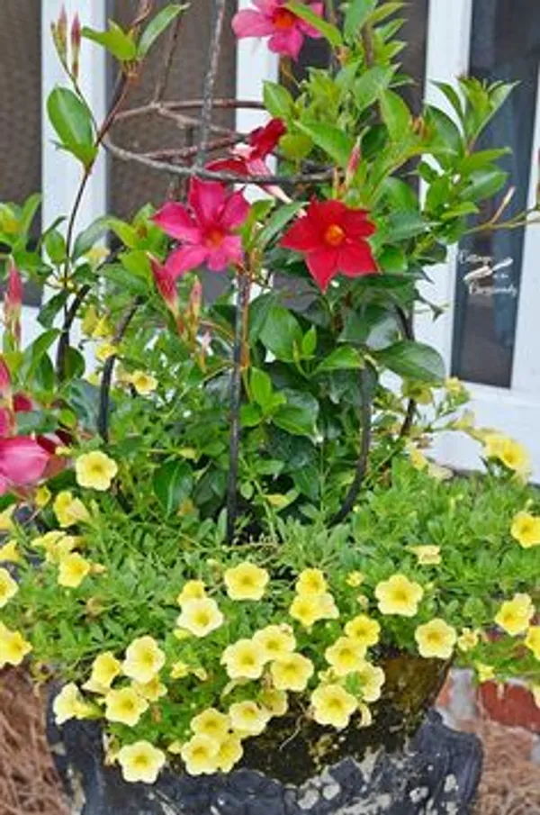 Pink_Mandevilla_Flowering_Plant
