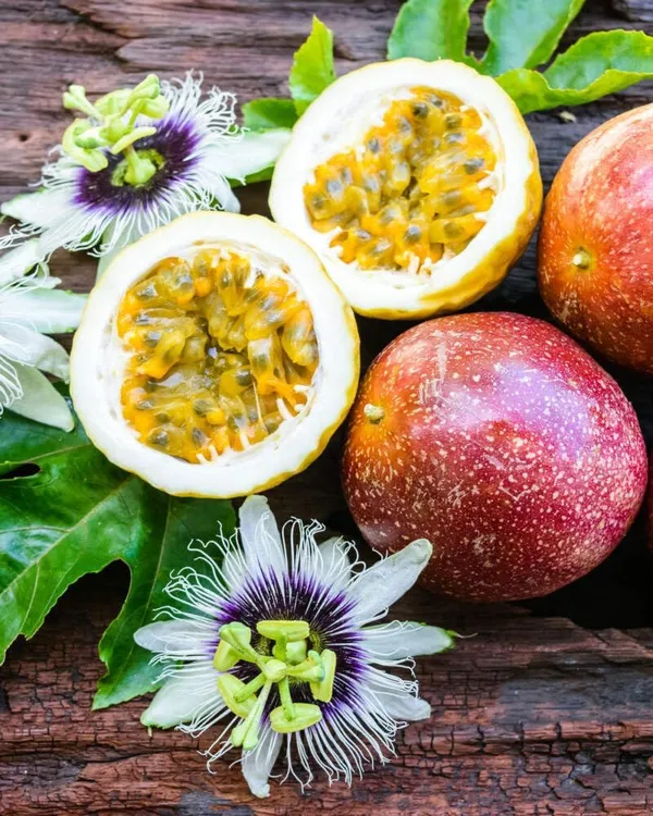 Green_Passion_Fruit_Plant_Sapling