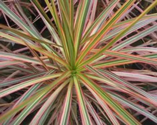 Dracaena_Marginata_Ornamental_Plant