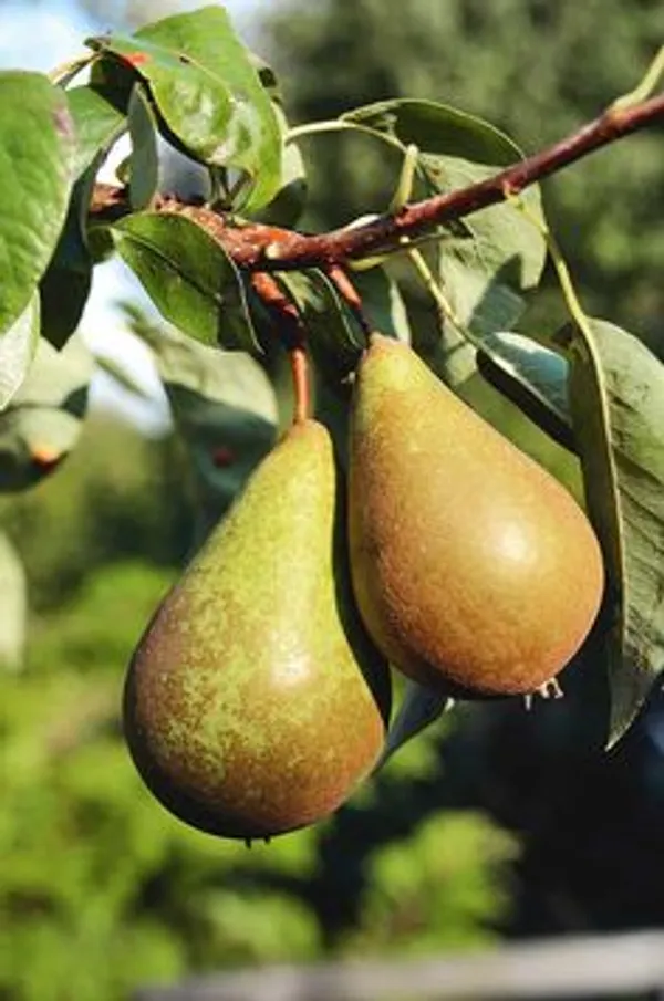 Green_Pears