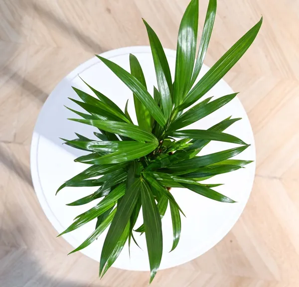 Green_Areca_Palm_Plant_In_White_Pot