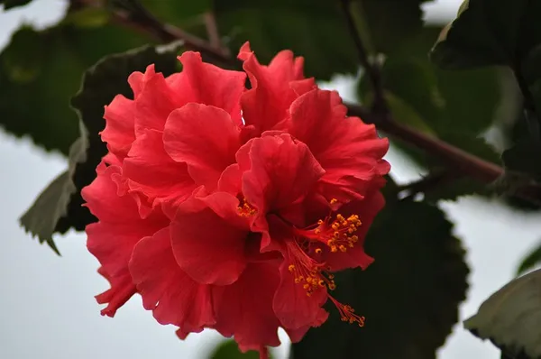 Red_Hibiscus_Flowering_Plant