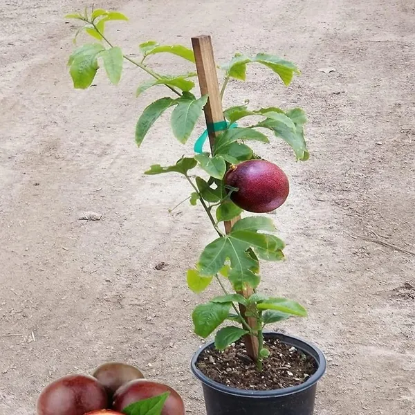Green_Passion_Fruit_Plant_Sapling