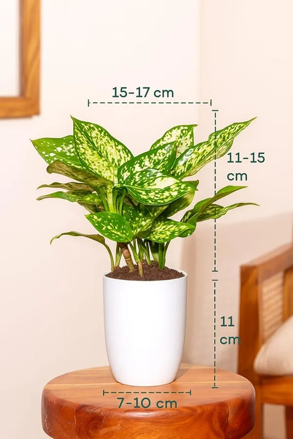 Green_Indoor_Plant_With_Decorative_Pot