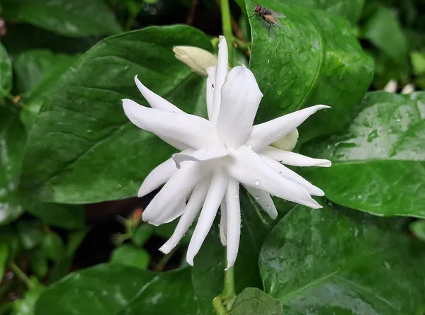 White_Jasmine_Flowering_Plant