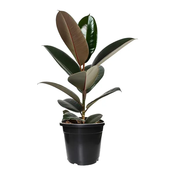 Ficus_Elastica_Rubber_Plant