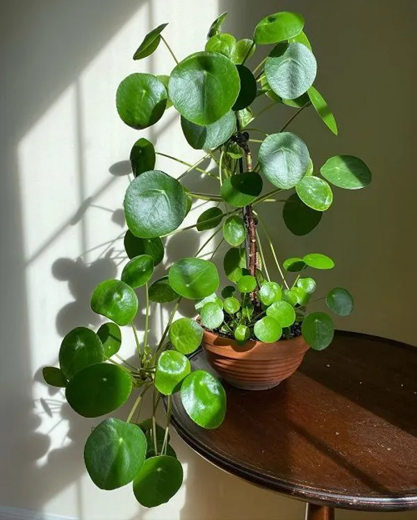 Pilea_Peperomioides_Live_Indoor_Plant