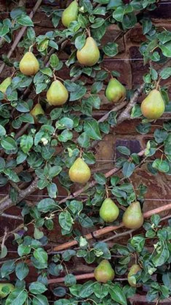 Green_Pears