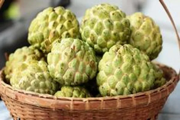 Green_Custard_Apples