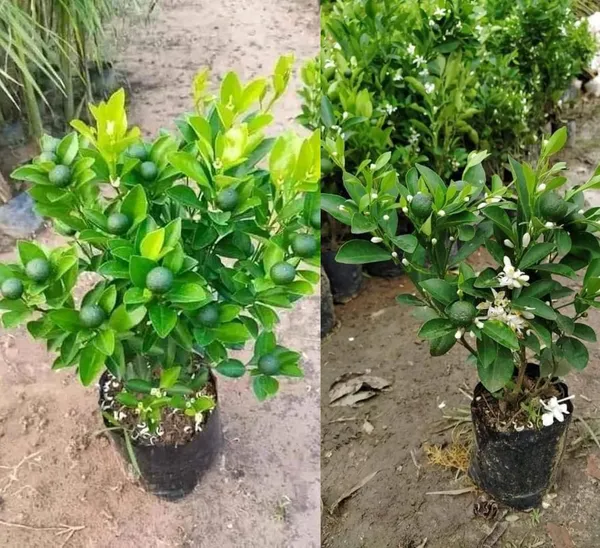 Kumquat_Orange_Fruit_Plant_In_Pot