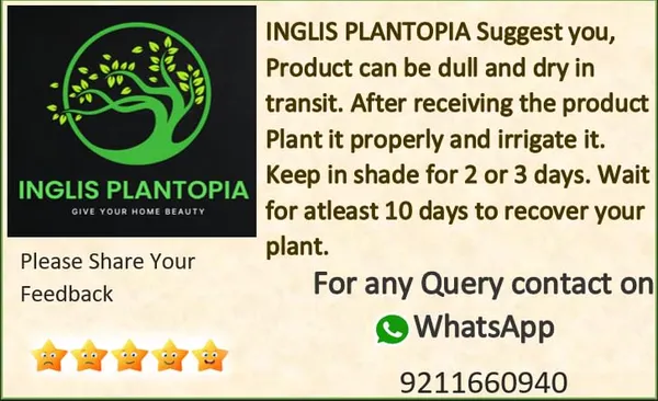 Bael_Live_Fruit_Plant