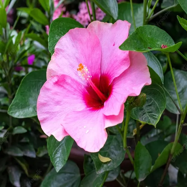 Pink_Hibiscus_Flowering_Plant