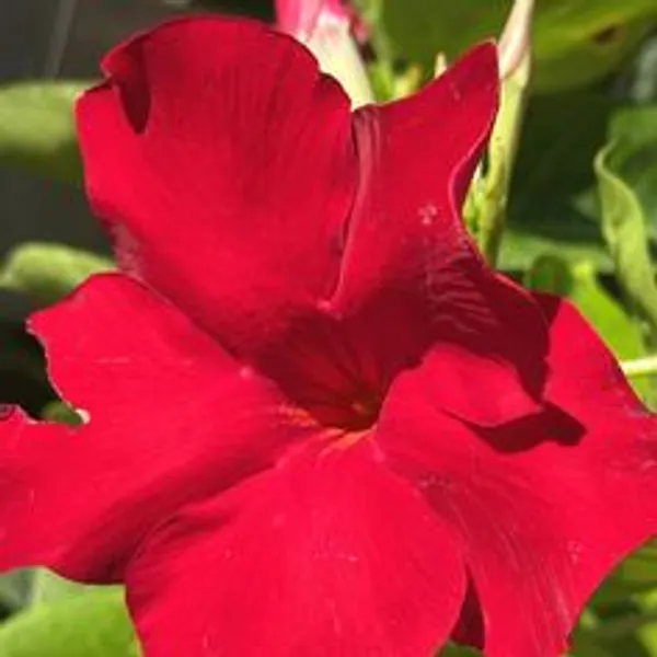 Pink_Mandevilla_Flowering_Plant