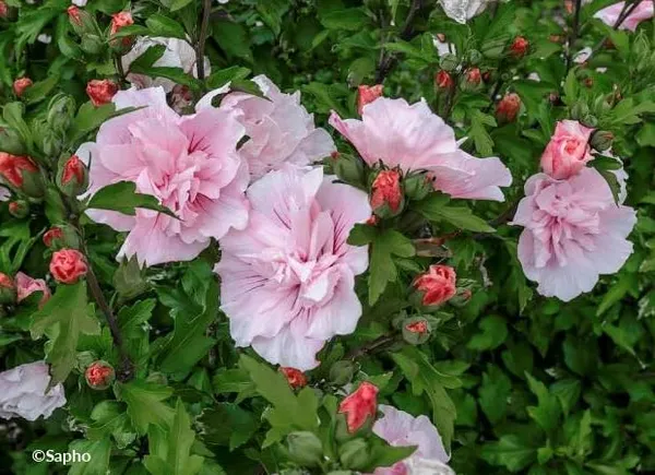 Pink_Double_Hibiscus_Flowering_Plant
