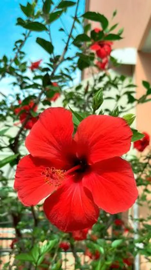 Red_Hibiscus_Flowering_Plant
