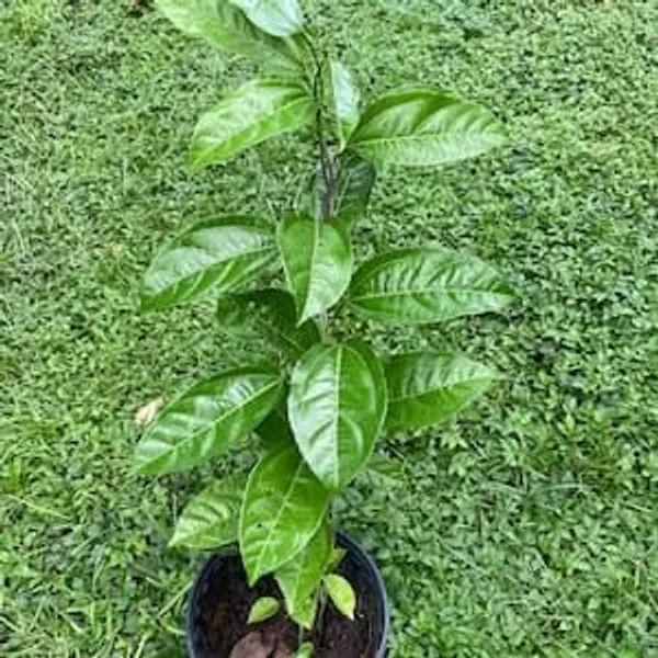 Green_Passion_Fruit_Plant_Sapling