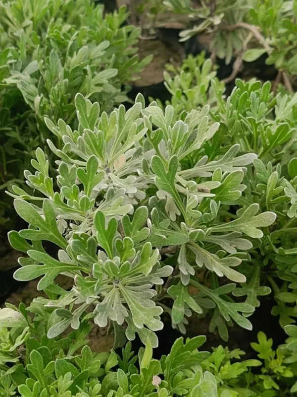 Purple_Flowering_Ornamental_Plant