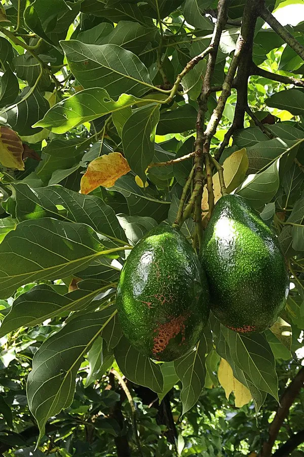 Green_Avocado_Fruit_Plant