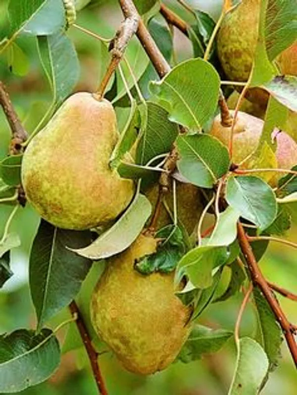 Green_Pears