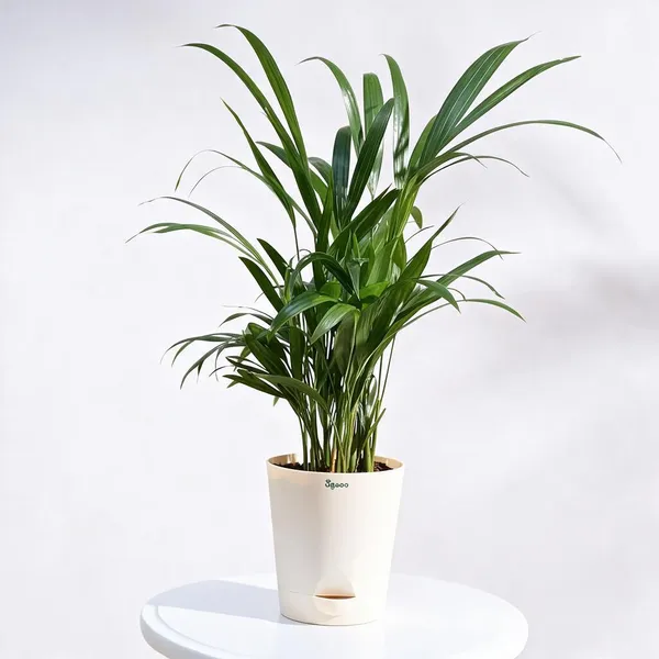 Natural_Live_Areca_Palm_Plant_For_Gardening