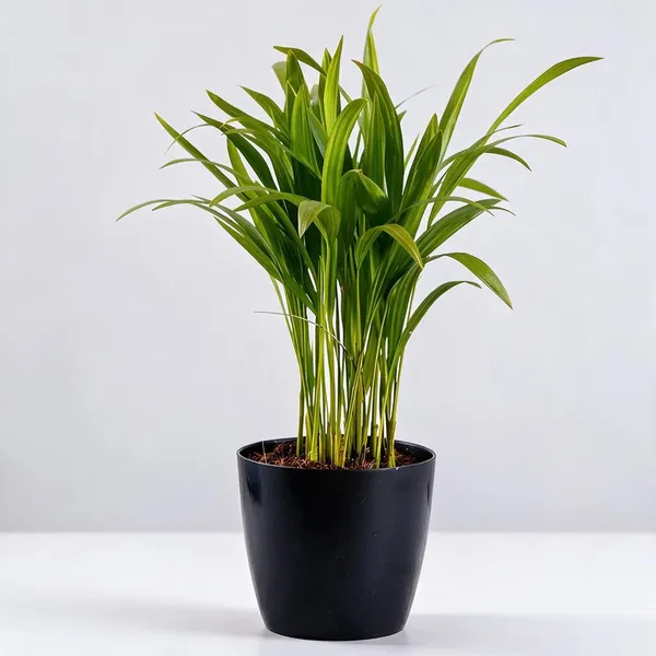 Natural_Live_Foliage_Plant_For_Gardening