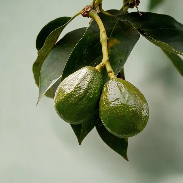 Natural_Live_Avocado_Plant_For_Gardening