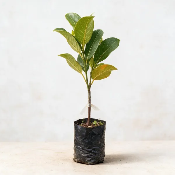 Natural_Live_Cashew_Plant_For_Gardening