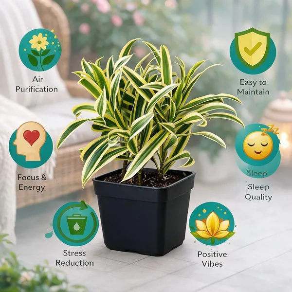 Natural_Live_Indoor_Plant_For_Gardening