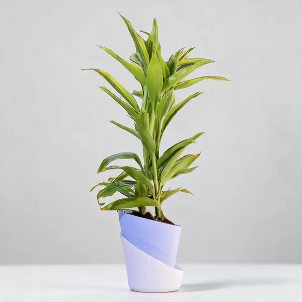 Natural_Live_Indoor_Plant_For_Gardening