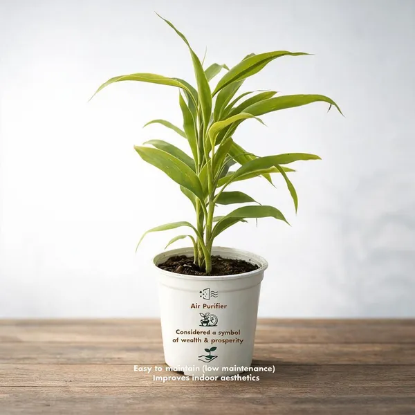 Natural_Live_Air_Purifying_Plant_For_Gardening