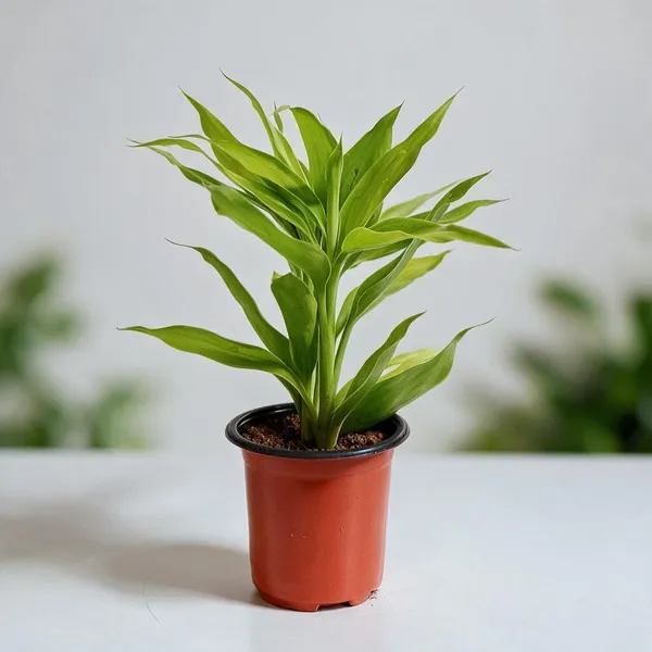 Natural_Live_Dracaena_Plant_For_Gardening