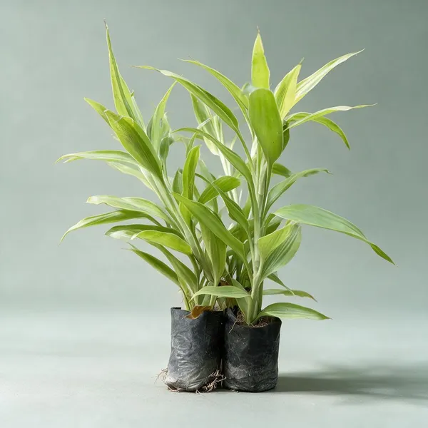Natural_Live_Dracaena_Plant_For_Gardening