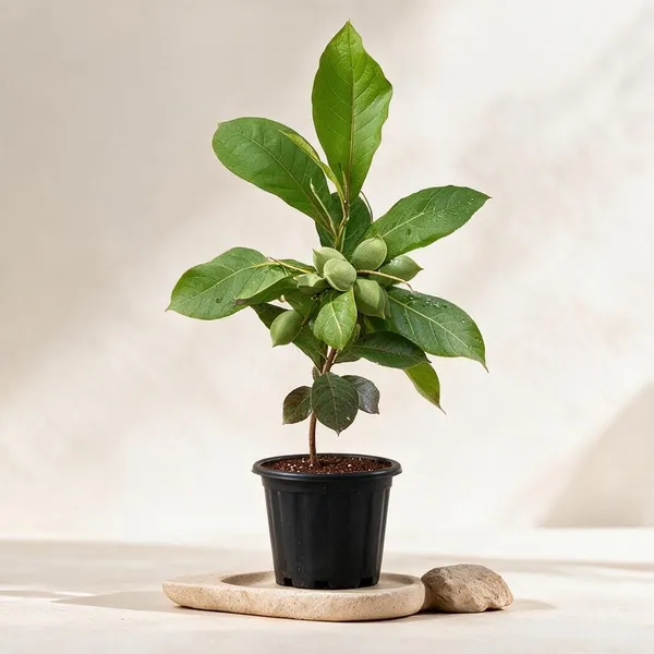 Natural_Live_Mango_Plant_For_Gardening