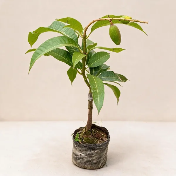 Natural_Live_Mango_Plant_For_Gardening
