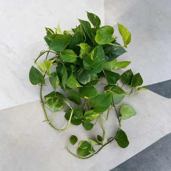 Natural_Live_Pothos_Plant_For_Gardening