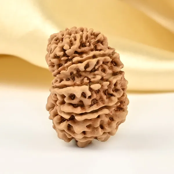 14_Mukhi_Rudraksha_Bead_Nepal_Origin_Deva_Mani