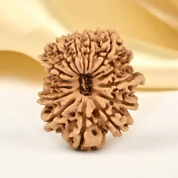 14_Mukhi_Rudraksha_Bead_Nepal_Origin_Deva_Mani