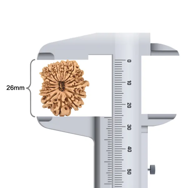 14_Mukhi_Rudraksha_Bead_Nepal_Origin_Deva_Mani