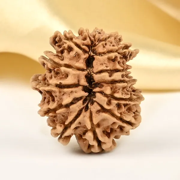 14_Mukhi_Rudraksha_Bead_Nepal_Origin_Deva_Mani