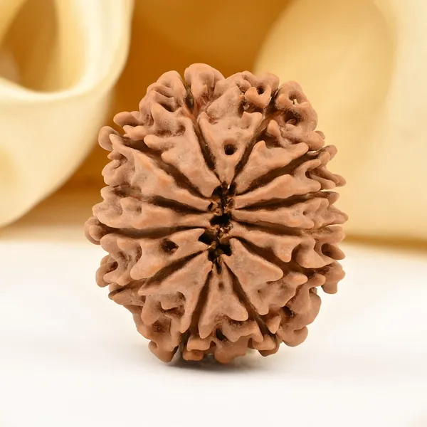 12_Mukhi_Rudraksha_Bead_Nepal_Origin