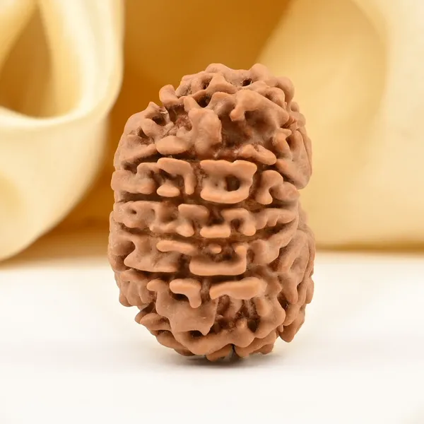 12_Mukhi_Rudraksha_Bead_Nepal_Origin
