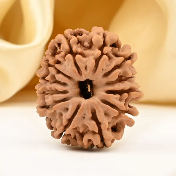 12_Mukhi_Rudraksha_Bead_Nepal_Origin