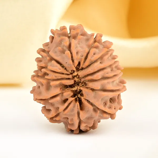 Techpandit_13_Mukhi_Nepal_Rudraksha_Bead_Brown