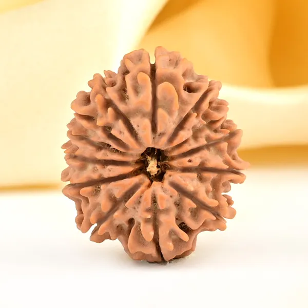 Techpandit_13_Mukhi_Nepal_Rudraksha_Bead_Brown